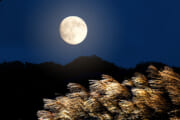 9月29日、今年の十五夜はフル・ムーン。月を見上げて、秋の夜長によもやま話を。